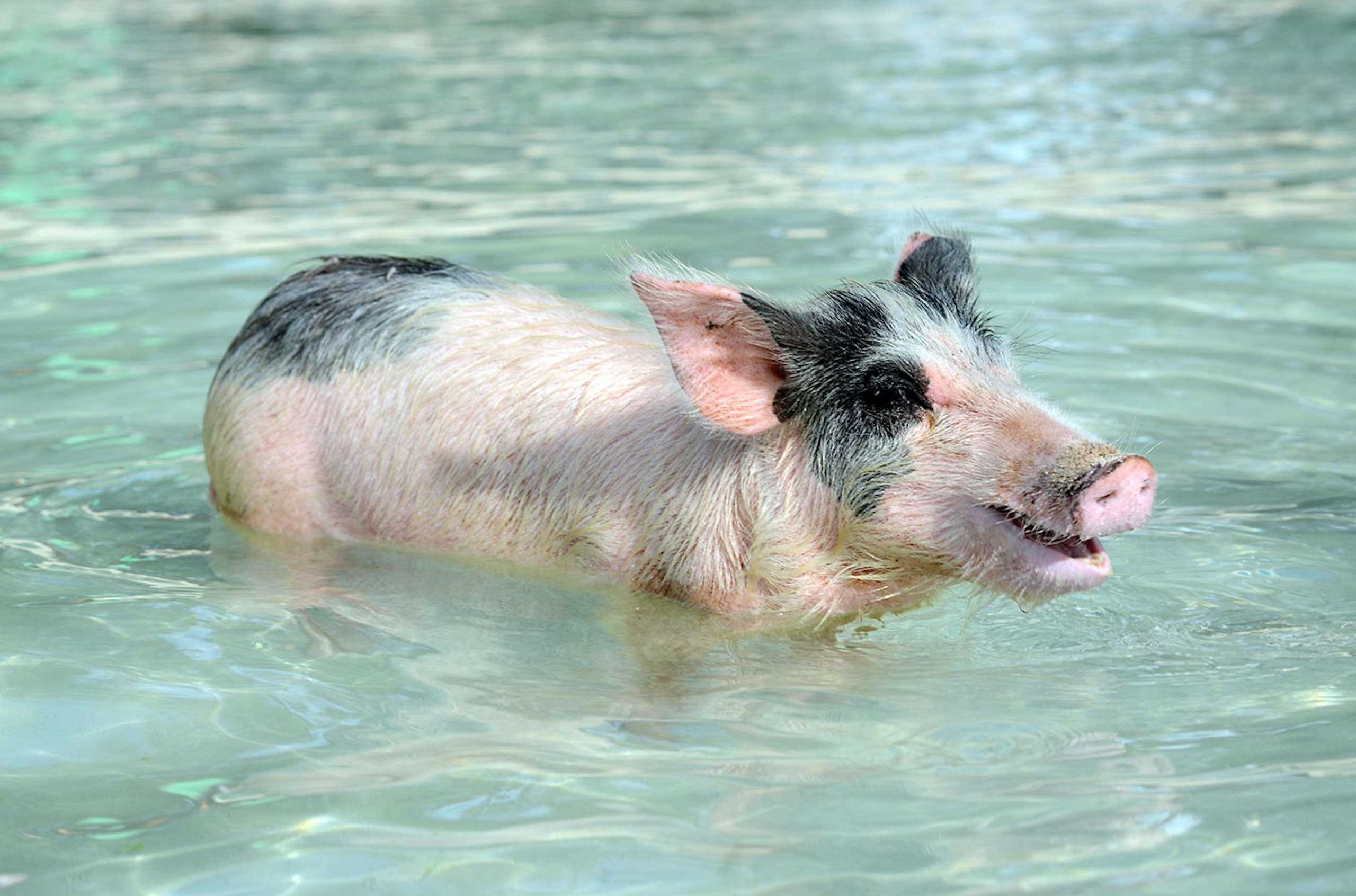Pig Swimming at Meeks Patch Island