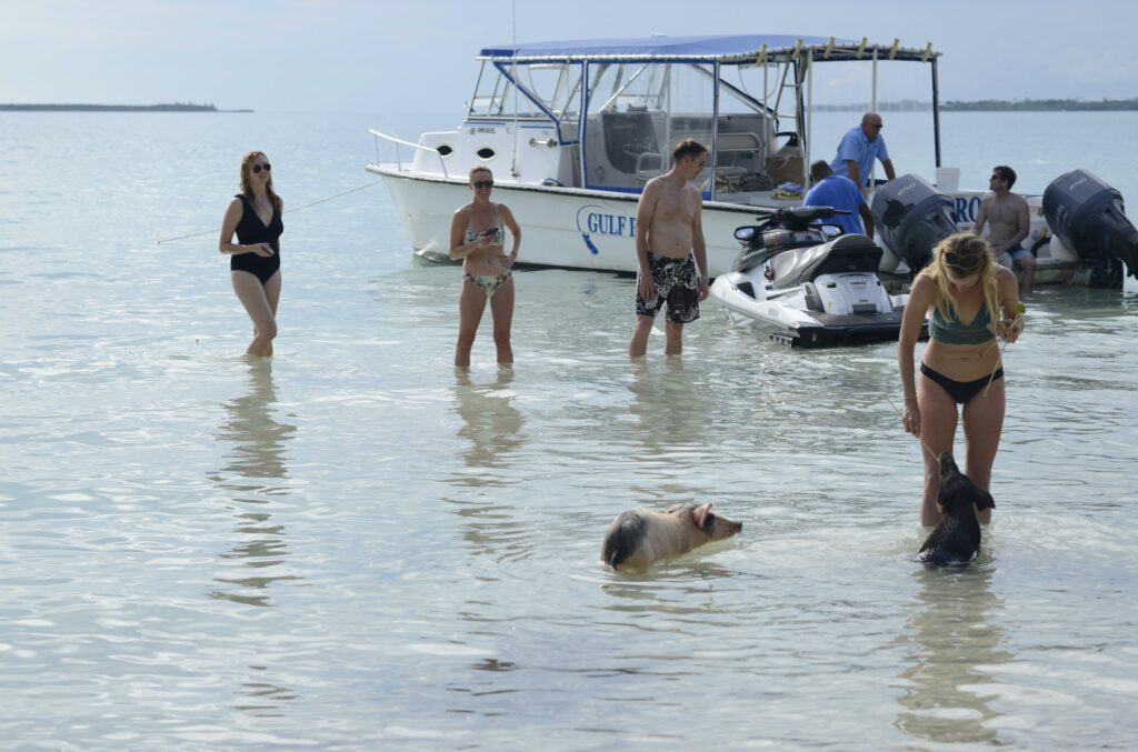 Crowd at Meeks Island observing swimming pigs