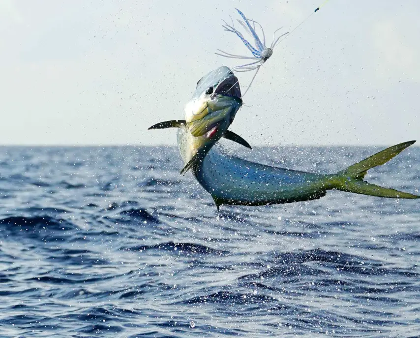A fish leaping out of the ocean with a lure in its mouth.